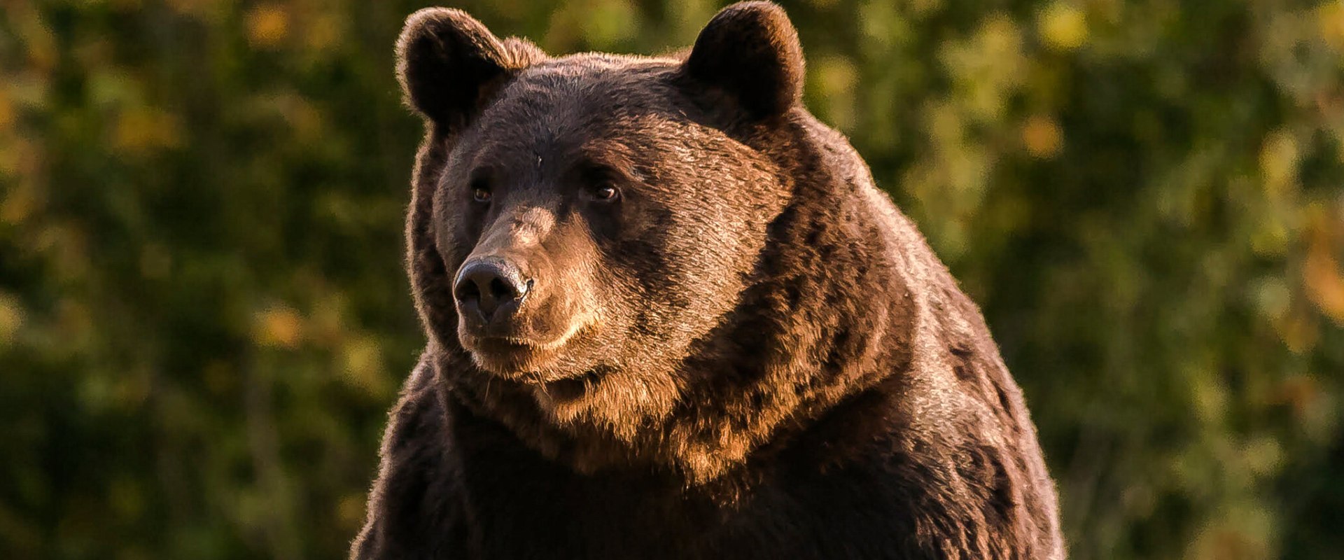 Who are the bears?