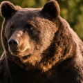 Who are the bears?