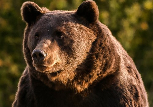 Who are the bears?